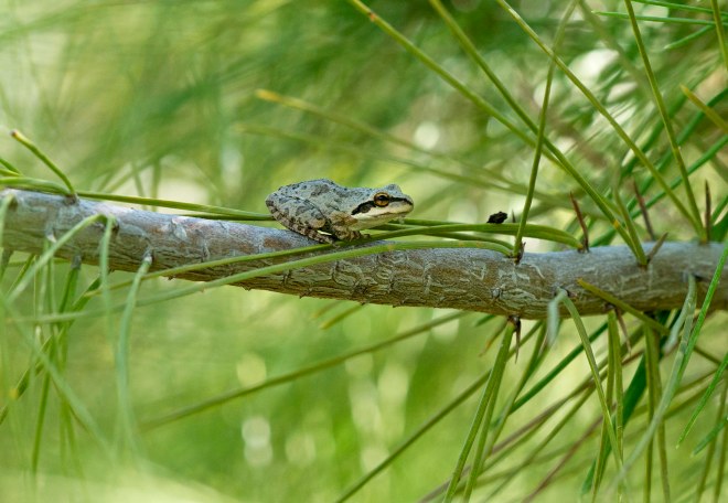 frog_pine-tree_dsc_1954