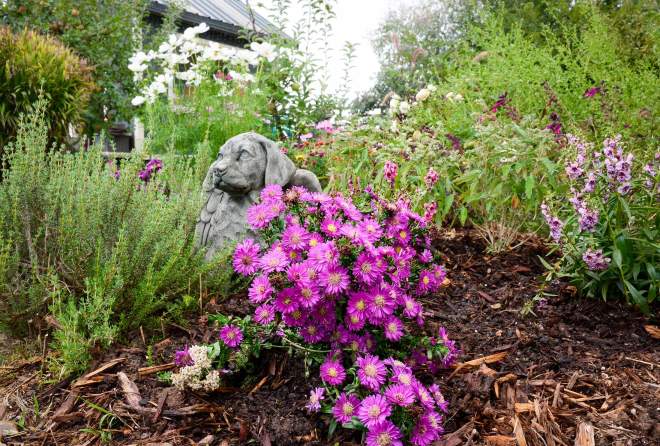 garden_fall_dsc_0483