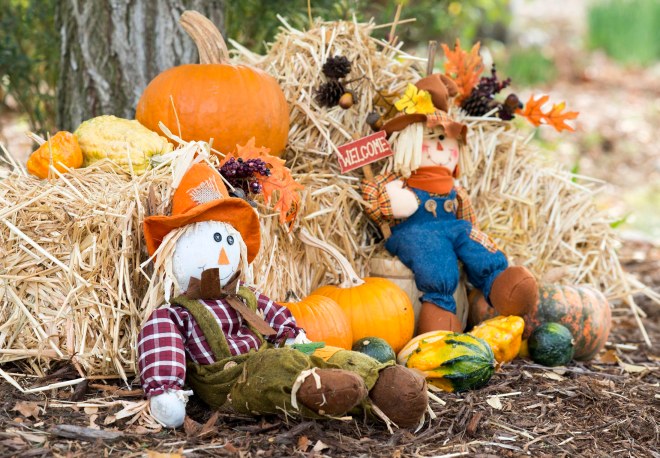 garden_fall_dsc_2737