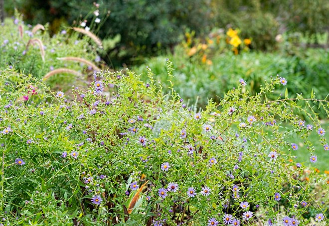 garden_fall_dsc_2824