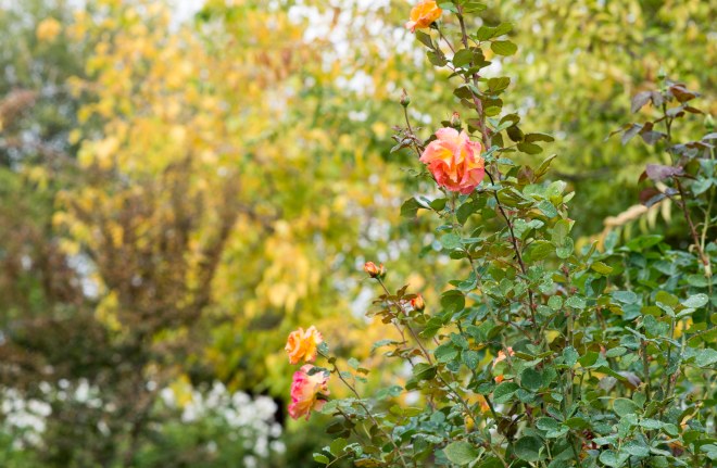 garden_fall_dsc_2830