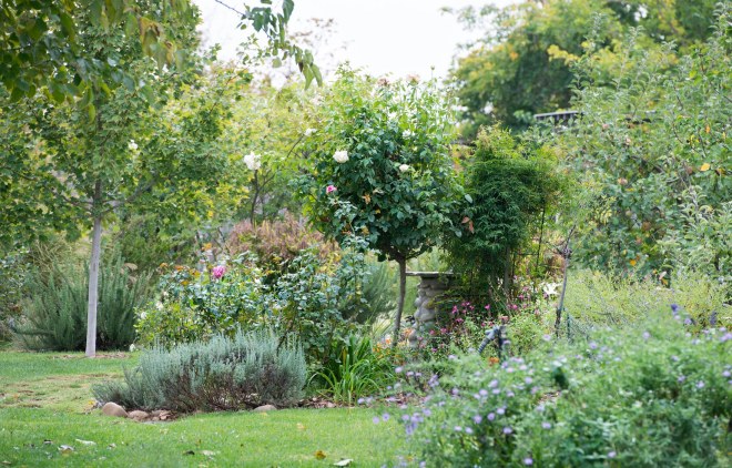 garden_fall_dsc_2925