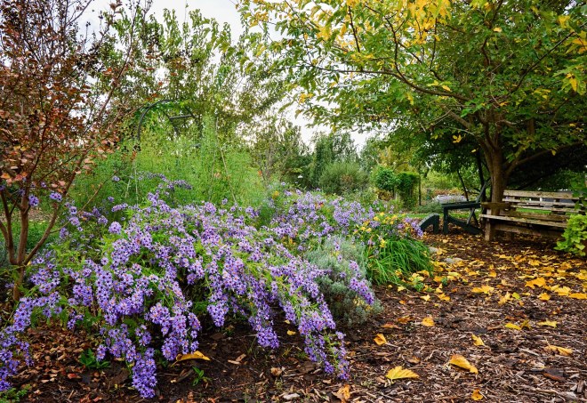 garden_rain_dsc_0659