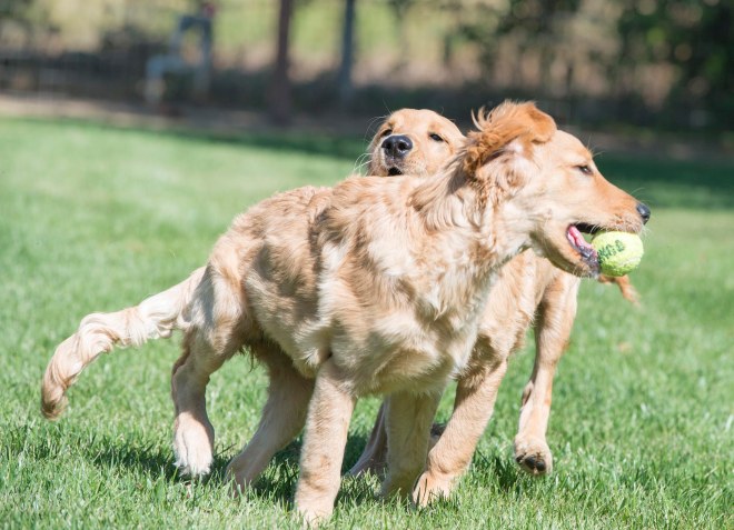 giants-litter_5-mos_dsc_1744