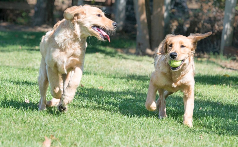 Giants Litter Reunion