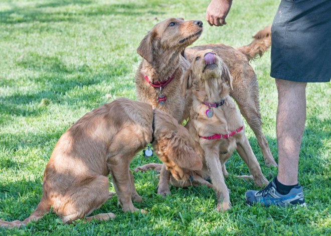 giants-litter_5-mos_dsc_1980