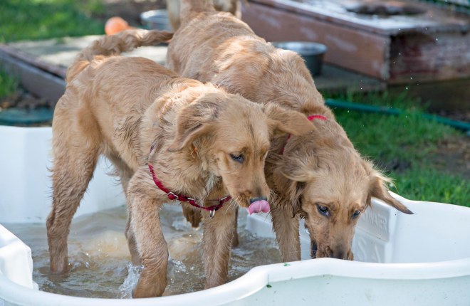 giants-litter_5-mos_dsc_2075