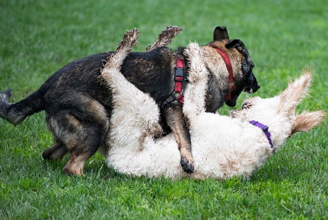 grt_muddy-dogs_dsc_3496