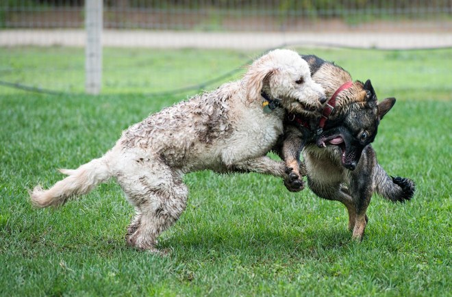 grt_muddy-dogs_dsc_3518