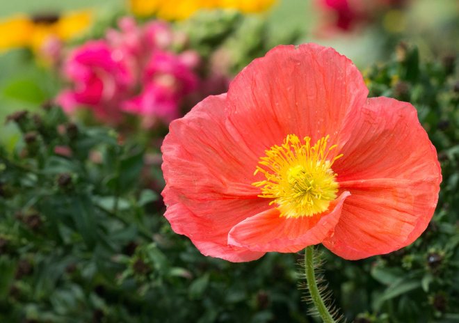 iceland-poppy_dsc_3103
