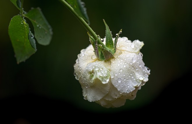 rose_rain_dsc_2807