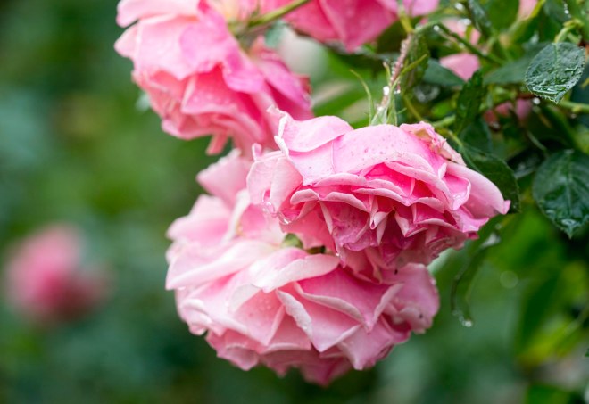 rose_rain_dsc_3283