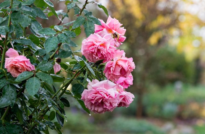 roses_rain_dsc_3266