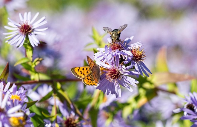 butterfly_fly_dsc_3556