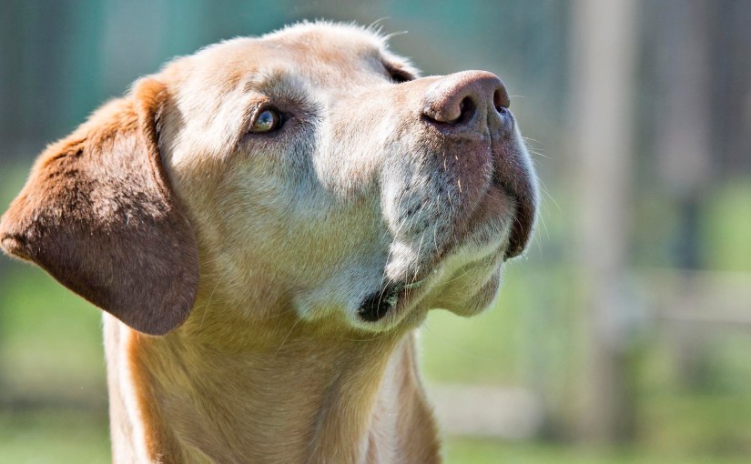 Foxy’s New Reality