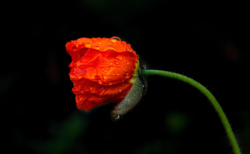 Wordless Wednesday: Bowed