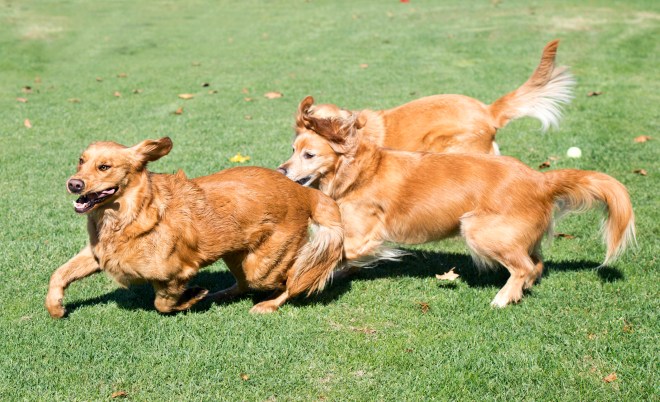 lotta_jackson_yogi_dsc_4114