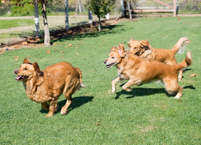 lotta_jackson_yogi_dsc_4115