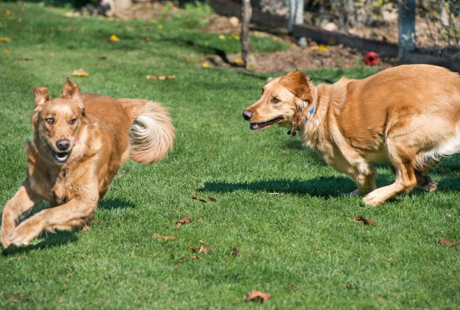 lotta_yogi_t_dsc_4134