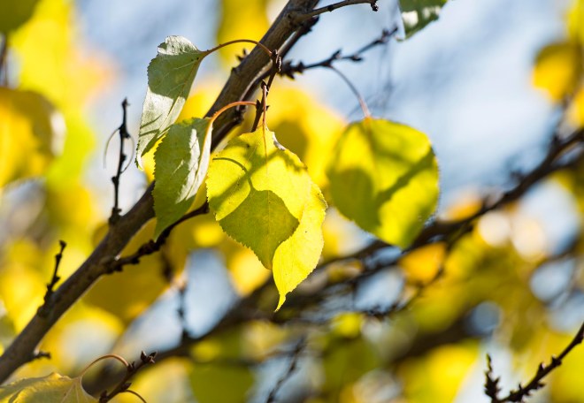 fall_leaf_dsc_4449
