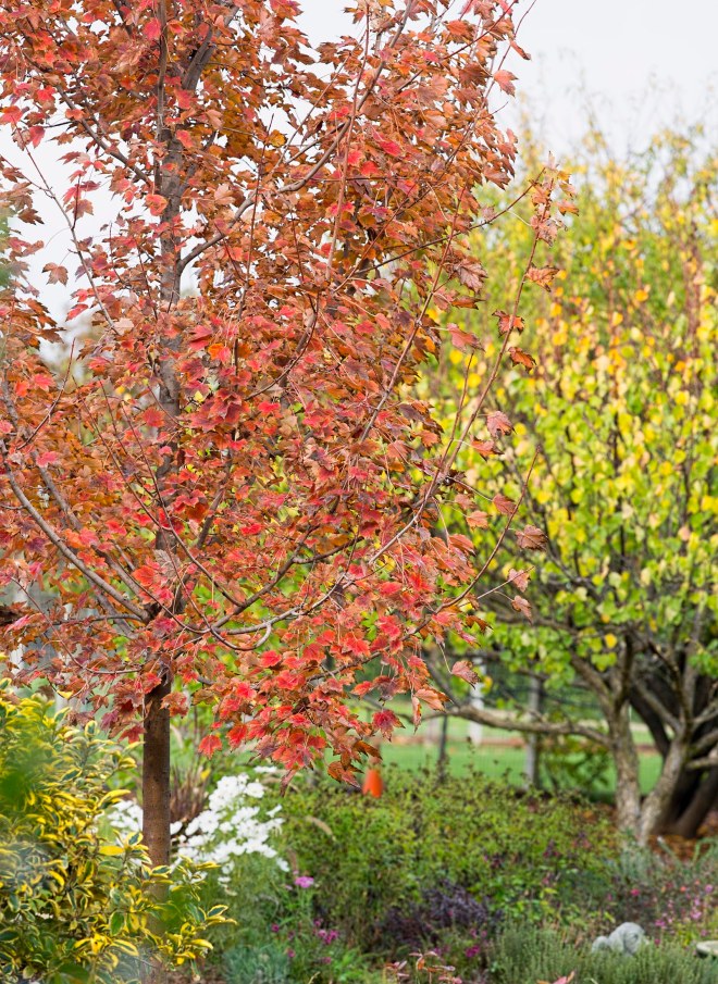 garden_fall_dsc_4342