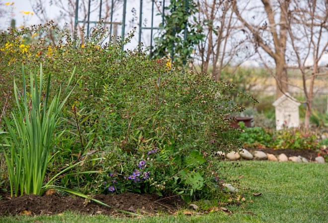 garden_fall_dsc_4491