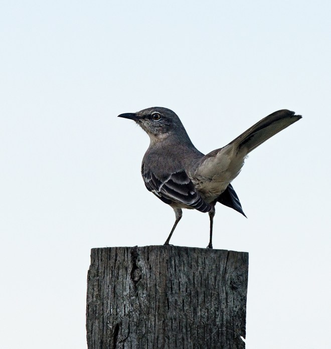 mockingbird_dsc_4433