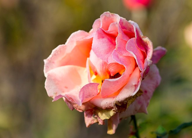 rose_fall_dsc_4482