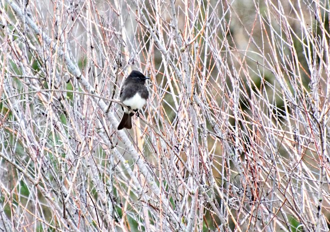 black-phoebe_dsc_7808