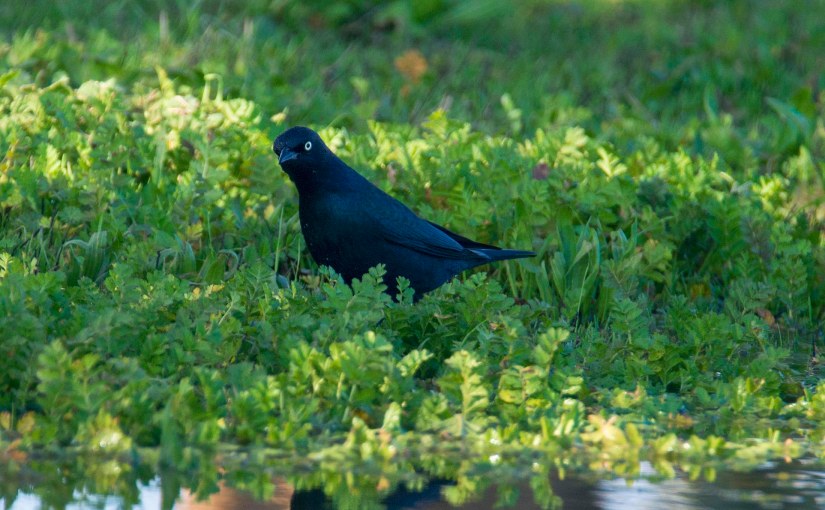 Wordless Wednesday: The Pickings are&nbsp;Fine