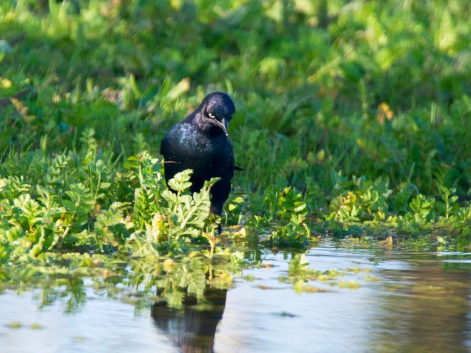 brewers-blackbird_dsc_5755