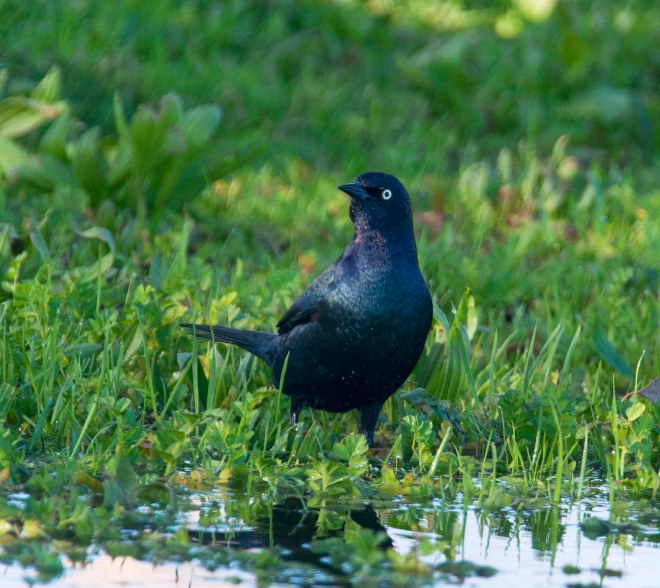 brewers-blackbird_dsc_5761