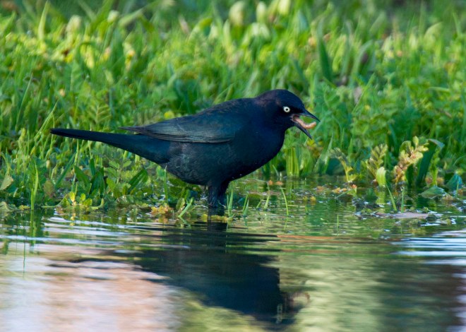 brewers-blackbird_dsc_5765