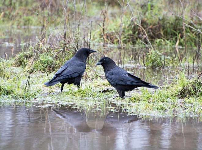 crows_dsc_7682