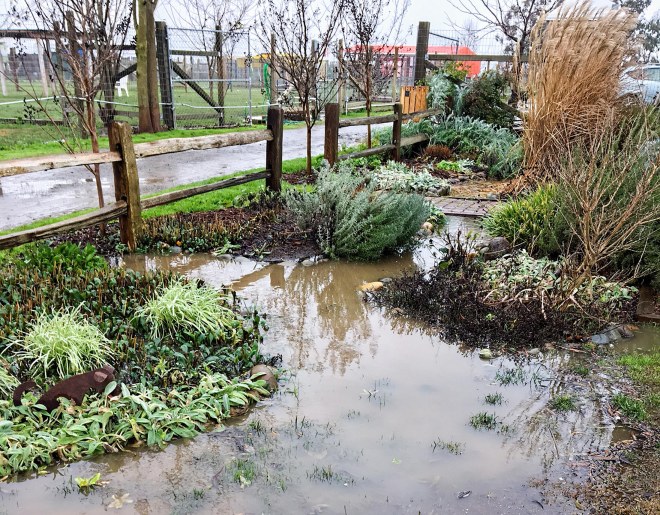 garden_flood_img_1045