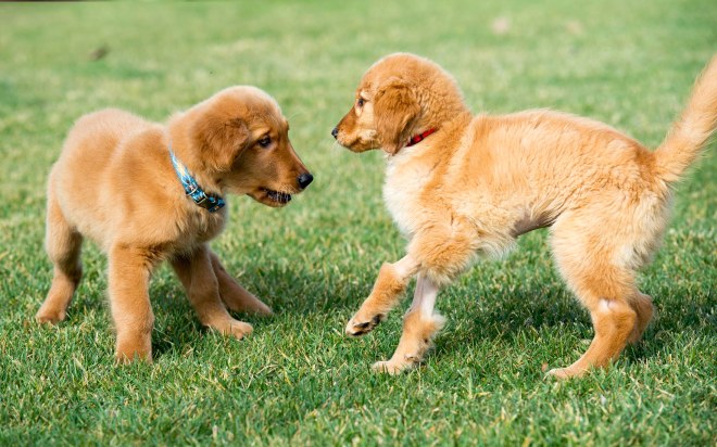 gunner_lindsey_dsc_5620