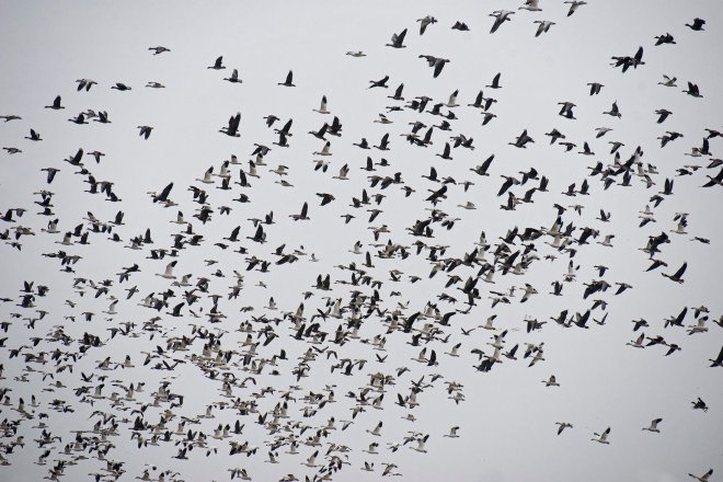 snow-geese_dsc_5393