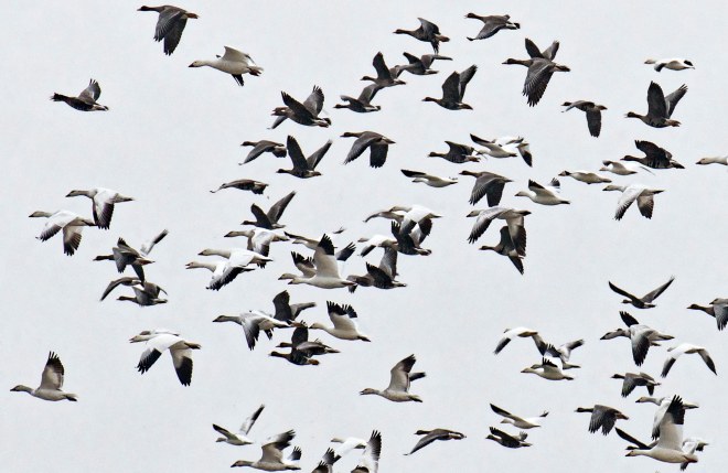 snowgeese_detail_dsc_5396