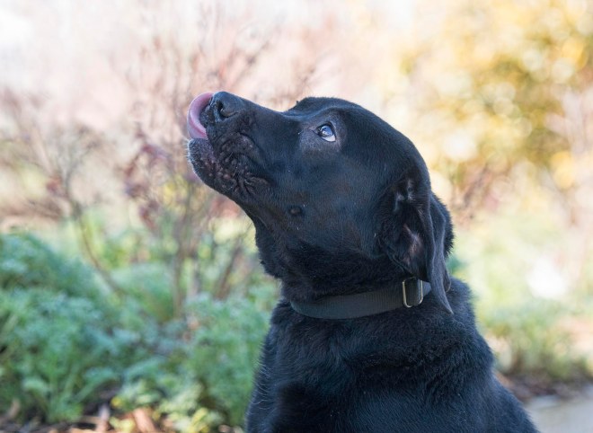 squish-buddy_dsc_5884