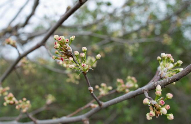 apple-blossoms_dsc_6608