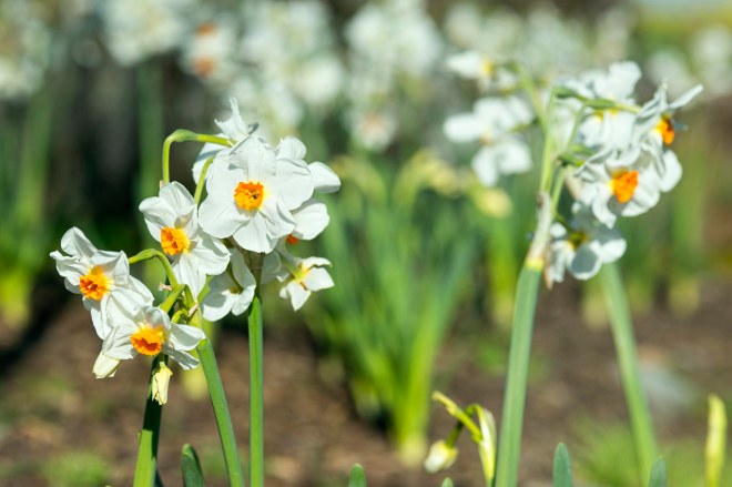 narcissus_dsc_6785
