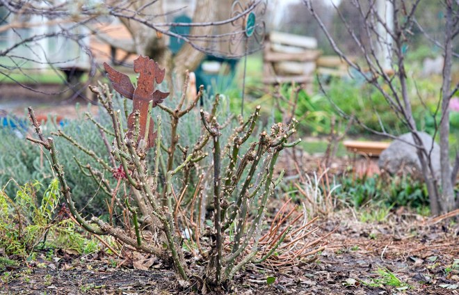 rose-pruning_dsc_6152