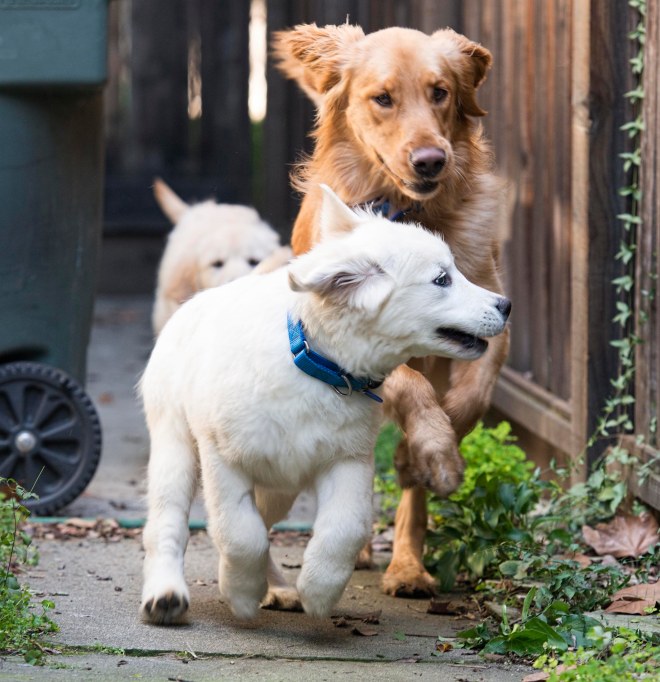 yogi_puppies_dsc_6493