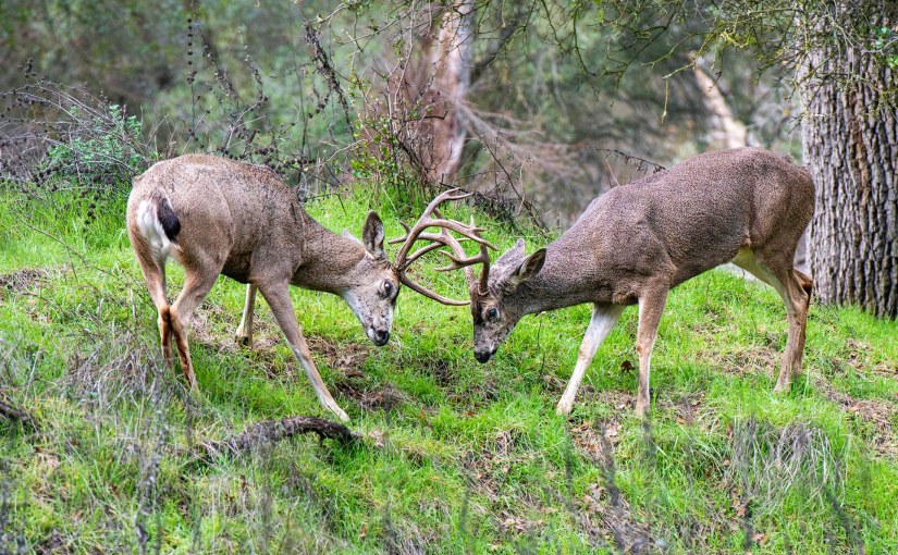 Nature’s Call: Effie&nbsp;Yeaw