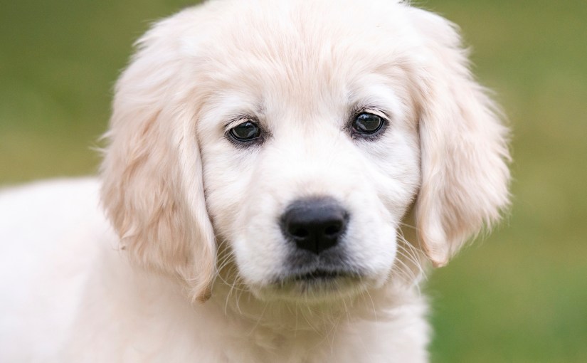 Where Else Would She&nbsp;Go?